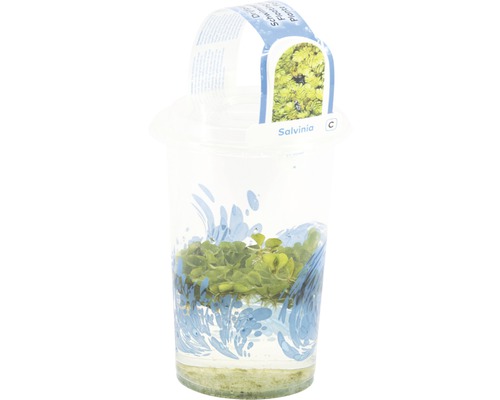 Schwimmfarn Salvinia im Pflanzgefäß für Aquarien