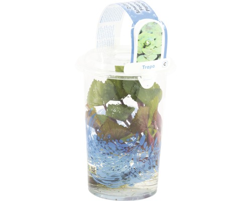 Wassernuss im Pflanzgefäß für den Gartenteich