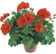 Geranie in einem Topf mit roten Blüten und grünen Blättern