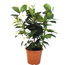 Dipladenia-Topfpflanze mit Rankhilfe und weißen Blüten