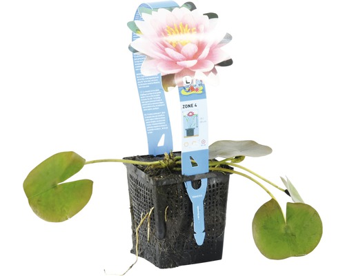 Seerose im Topf mit Blüte und Blättern