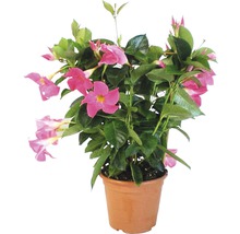 Mandevilla im Topf mit rosa Blüten und grünen Blättern
