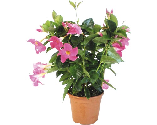 Mandevilla im Topf mit rosa Blüten und grünen Blättern