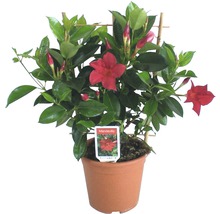 Mandevilla-Pflanze mit roter Blüte im Topf mit Rankhilfe