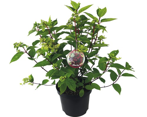 Rispenhortensie Hydrangea paniculata 'Wim's Red' H 40-50 cm Co 7,5 L-0