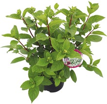 Rispenhortensie Hydrangea paniculata 'Wim's Red' H 40-50 cm Co 7,5 L-thumb-1