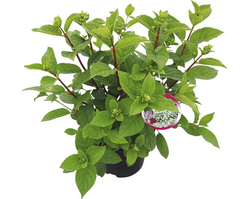 Hortensie im Topf mit grünen Blättern und Trieben