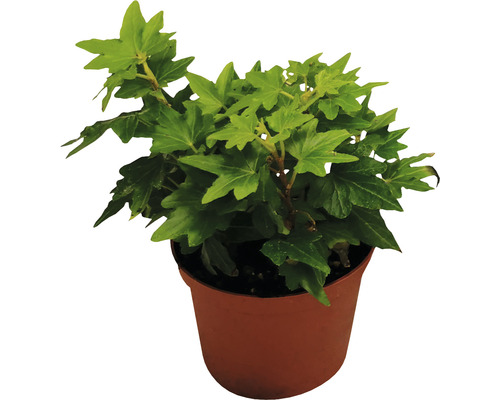 Efeu grün Mix FloraSelf Hedera H 10-15 cm Ø 7 cm Topf zufällige Sortenauswahl Efeu im Topf
