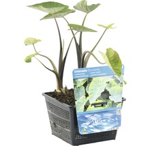 Colocasia esculenta Wasserpflanze im Topf