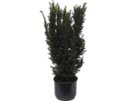 standort goldfruchtpalme Goldfruchtpalme XL | Dypsis