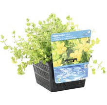 Sumpf-Johanniskraut FloraSelf Hypericum elodes H 10-20 cm Co 3 L