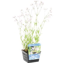 Lychnis flos-cuculi Wasserpflanze in einem schwarzen Pflanzgefäß