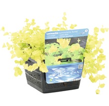 Gelbes Pfenningkraut FloraSelf Lysimachia nummularia 'Aurea' H 10-20 cm Co 3 L