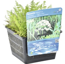 Wasserfenchel FloraSelf Oenanthe aquatica H 10-20 cm Co 3 L