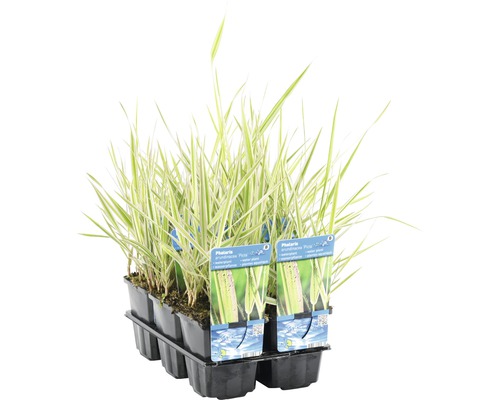 Rohrglanzgras in einer Anzuchtplatte