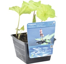 Wasserknoterich FloraSelf Polygonium amphibium H 10-30 cm Co 3 L
