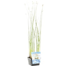 Seesimse FloraSelf Scirpus lacustris H 10-70 cm Co 3 L