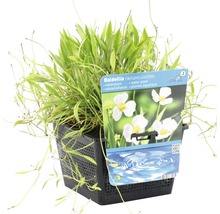 Igelschlauch FloraSelf Baldellia ranunculoides H 10-30 cm Co 3 L