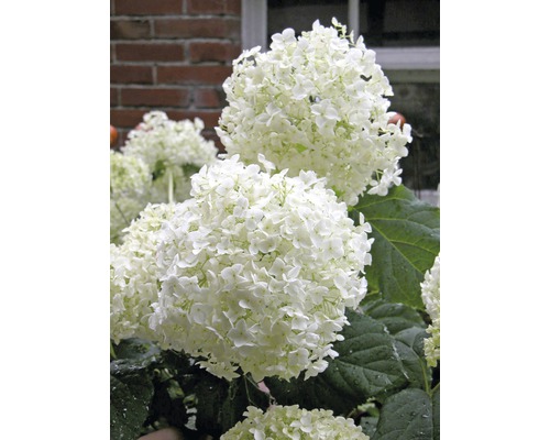 Nahaufnahme von weißen Hortensienblüten