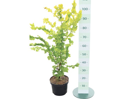 Solitärgehölz Hainbuche im Topf mit Größenangabe