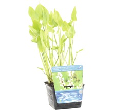 Hechtkrautweiss FloraSelf Pontederia cordata 'Alba' H 10-60 cm Co 3 L