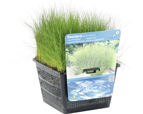 Nadelsimse im Topf, Sauerstoffpflanze für den Gartenteich