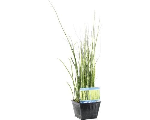 Schachtelhalm im Topf