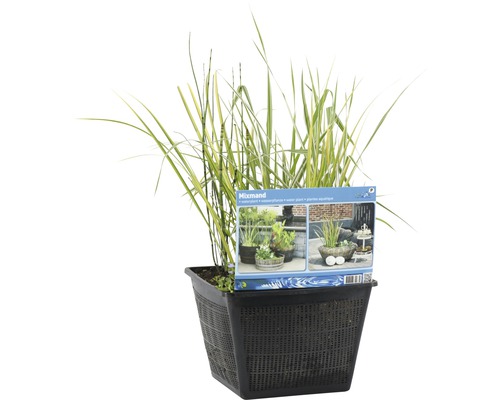 Teichpflanzen Set FloraSelf H 2070 cm Pflanzkorb 28x28 cm HORNBACH
