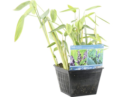 Thalia dealbata Sumpfpflanze in einem schwarzen Pflanzgefäß