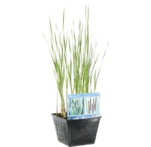 Schmalblätriger Rohrkolben FloraSelf Typha angustifolia H 20-40 cm Co 10 L