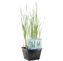 Schmalblätriger Rohrkolben FloraSelf Typha angustifolia H 20-40 cm Co 10 L