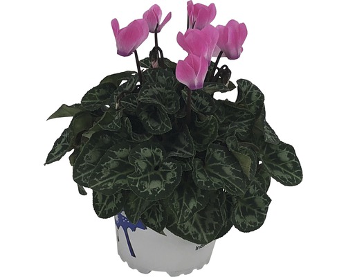 Zyklame im Topf mit rosa Blüten und grünen Blättern