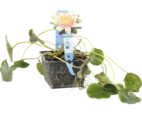 Seerose im Pflanzkorb