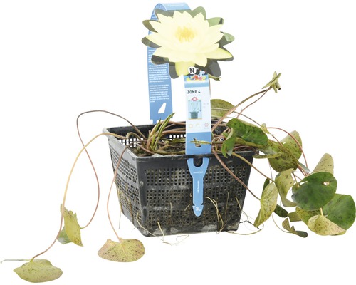 Seerose in einem schwarzen Pflanzkorb