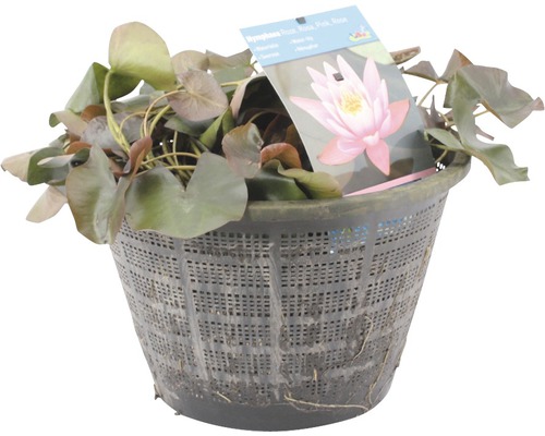 Mutterpflanze rosa Seerose FloraSelf Nymphaea-Cultivars H 20-50 cm Co 22 L