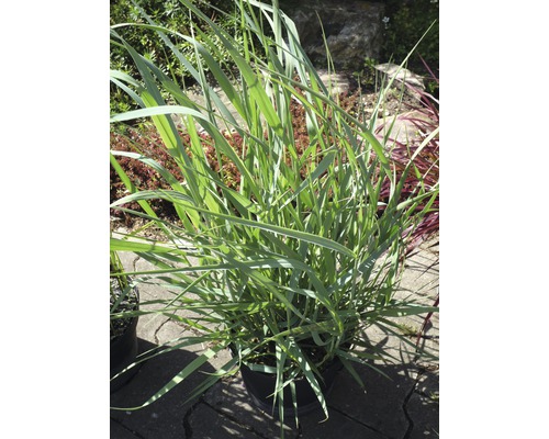 Rutenhirse FloraSelf Panicum virgatum 'Blue Fountain' H 20-80 cm Co 6 L