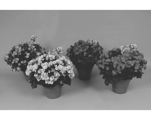 Fünf Begonienpflanzen in Töpfen