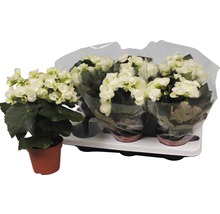 Begonien im Topf und in der Transportverpackung