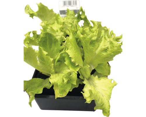 Kopfsalat in einem Topf