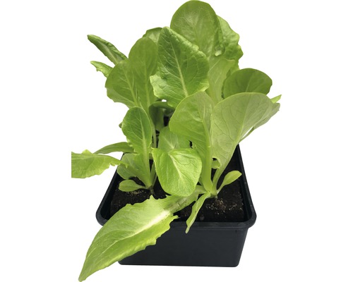 Jungpflanzen des Pflücksalats in einer Anzuchtplatte