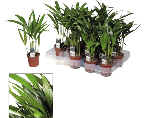 Büro- und Zimmerpalme in Töpfen auf einer Palette