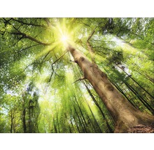 Blick nach oben in einen Wald mit Sonnenlicht