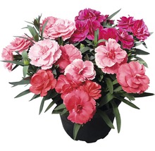 Nelke Dianthus caryophyllus 'Oscar' Ø 13 cm Topf zufällige Sortenauswahl