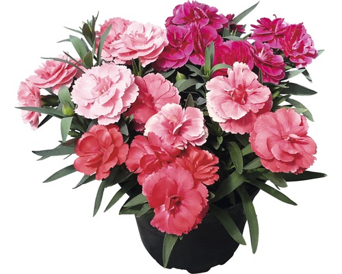 Nelke Dianthus caryophyllus 'Oscar' Ø 13 cm Topf zufällige Sortenauswahl