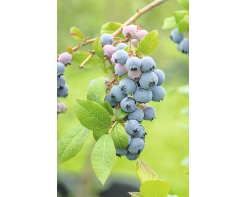 Bio Heidelbeere FloraSelf Bio Vaccinium corymbosum 'Bluecrop' H 30-40 cm Co 3,4 L Blaubeeren am Zweig mit Blättern