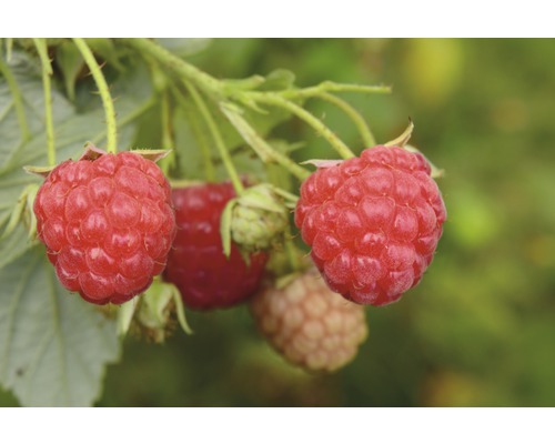 Bio Sommerhimbeere Hof:Obst Rubus idaeus 'Tula Magic'® H 30-40 cm Co 3,4 L