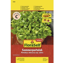 Sommerportulak FloraSelfSelect samenfestes Saatgut Gemüsesamen