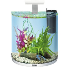 Aquarium mit Dekoration, Pflanzen und Krebs