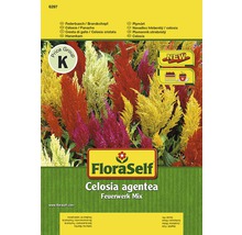FloraSelf Celosia argentea Feuerwerk Mix Samenpackung