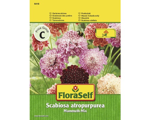 Gartenscabiose 'Mammuth-Mix' FloraSelf samenfestes Saatgut Blumensamen